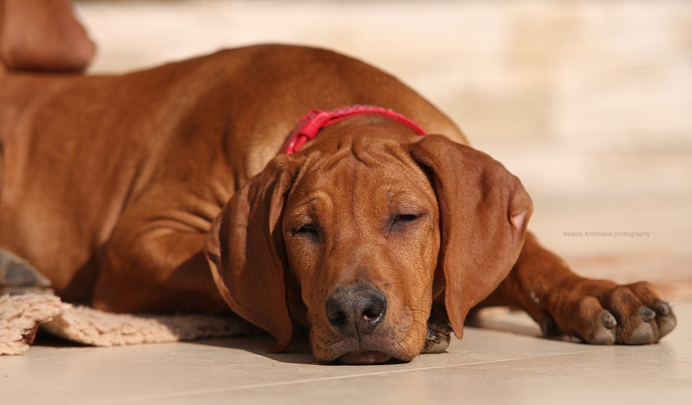 štandardný Rhodesian Ridgeback štandardný Rhodesian Ridgeback