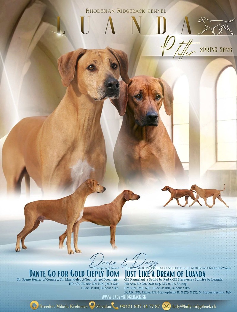 P Litter2026 Daisy Draco w1
