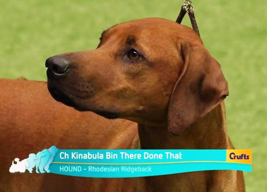 Crufts BOB 1