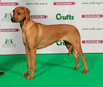 Crufts BOB 2